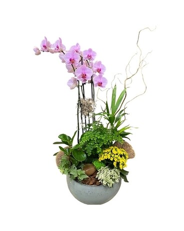 Daydream Orchid Planter Dish Garden Plant