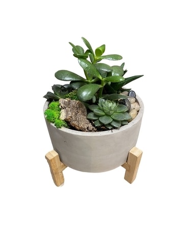 Succulents and Sunshine Dish Garden Plant
