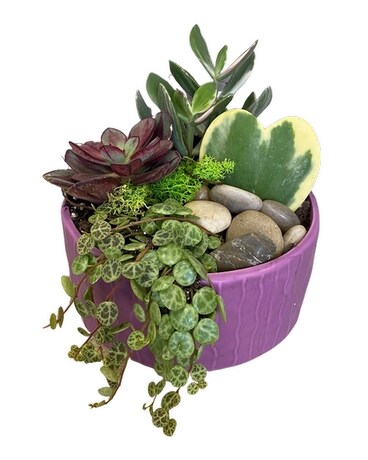 Succulent Serenity