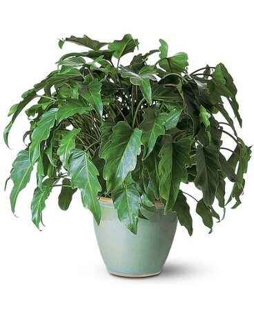 Xanadu Philodendron Flower Arrangement