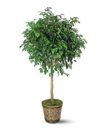 Ficus Tree Flower Arrangement