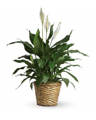 Peace Lily Medium Plant