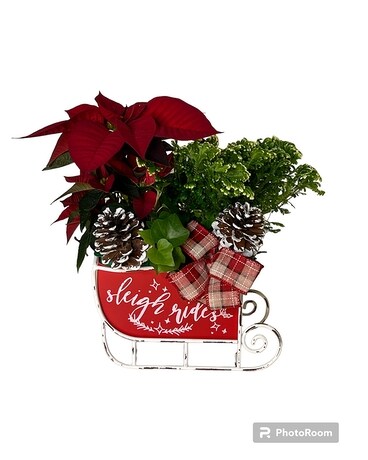 Sleigh Ride Planter Dish Garden Plant