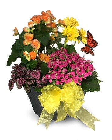 Farrell's Florist Bowl of Beauty Flower Arrangement
