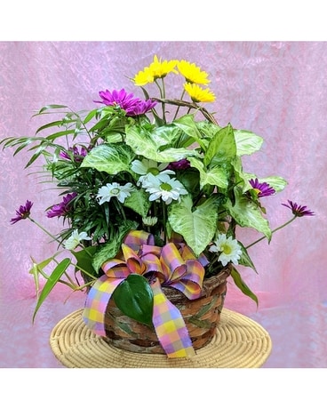 Planter Basket Designer Choice Dish Garden Plant