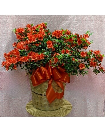 Azalea Plant