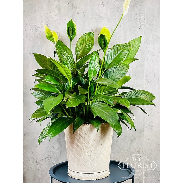 neon green pothos Buy a Neon Pothos Stunning High Color Live Plant