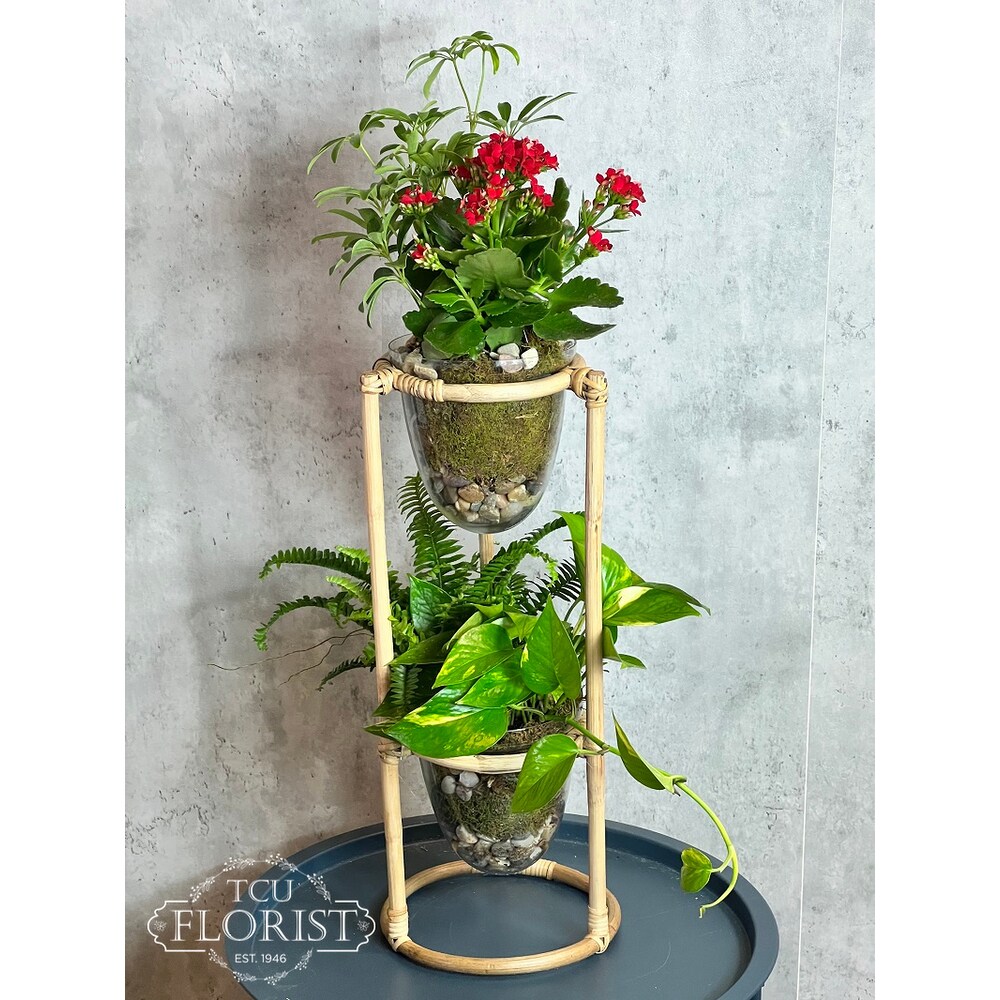 Tiered Bamboo Plant Stand in Fort Worth TX - TCU Florist & Flower