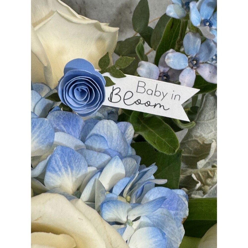 花 Bebe bloom Baby In Bloom (Boy) in Fort Worth TX - TCU Florist & Flower Delivery