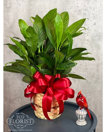 Always With You Plant