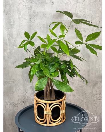Show Me The Money Tree Plant