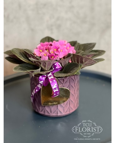 Sigma Kappa Violets & Hearts Plant Plant