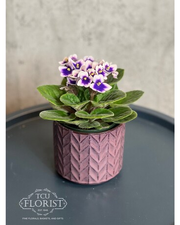 Petite Posies Plant