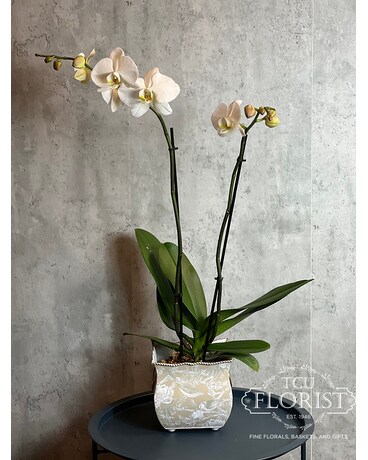 Spring Orchid Flower Arrangement