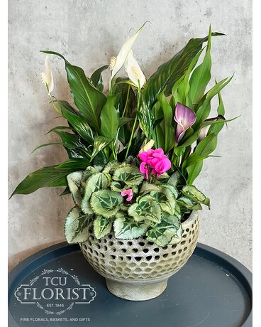 Pelo Pot Plant