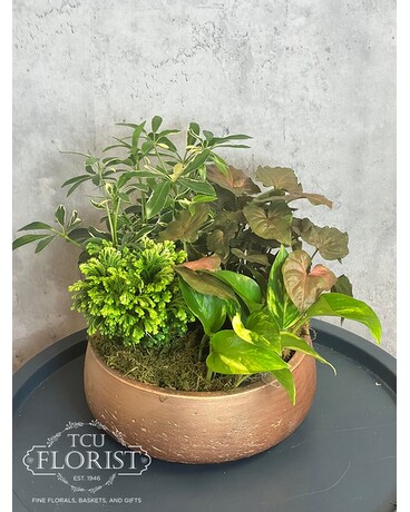 Mecca Planter Plant