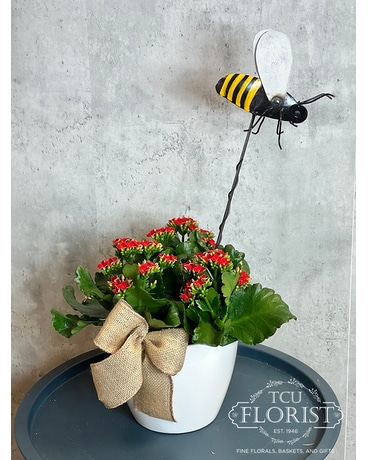 All The Buzz Kalanchoe Plant