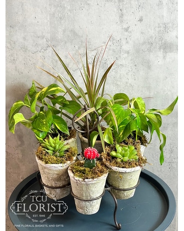 Six Pot Planter Plant
