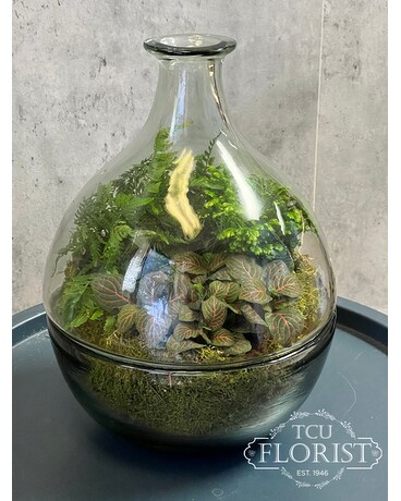 Bottle Terrarium Plant