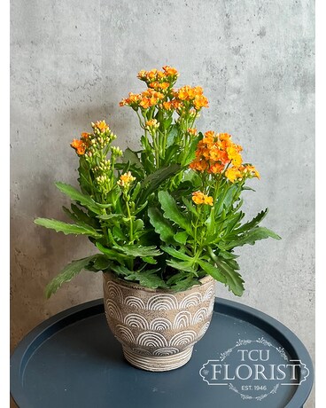 Fall Kalanchoe Flower Arrangement