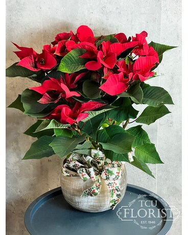 Poinsettia Elegance Plant