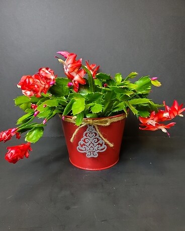 Joy To The World Christmas Cactus Plant
