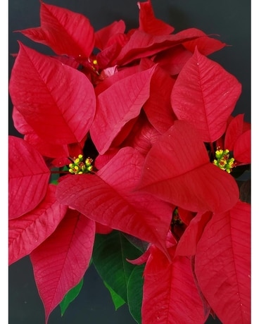 Red Poinsettia - Small Plant