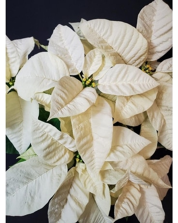 Ivory Poinsettia - Medium Plant