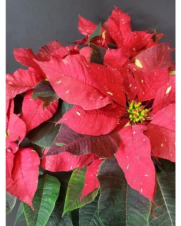 Jingle Bells (Specialty Poinsettia) Plant