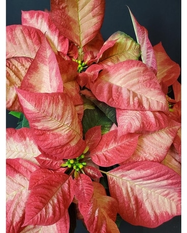 Ice Crystal (Specialty Poinsettia) Plant