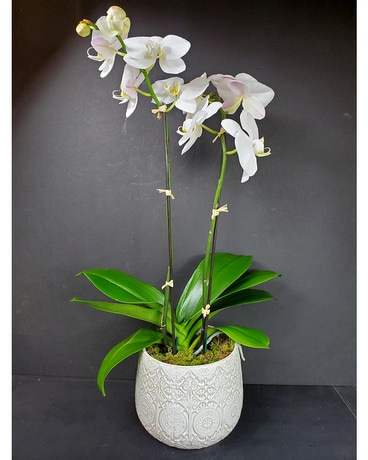 Double Stem Phalaenopsis Orchid Plant Plant