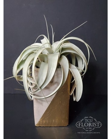 Air Plant Plant