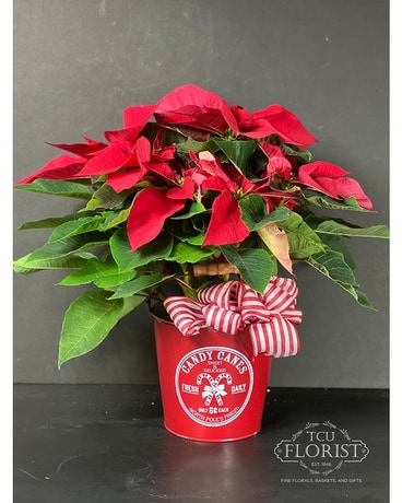 Candy Cane Christmas Poinsettia Plant