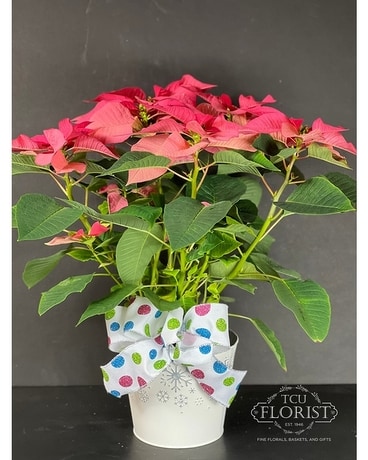 Happiest Holidays Poinsettia Plant
