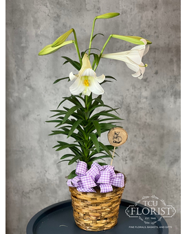 Classic Easter Lily Plant