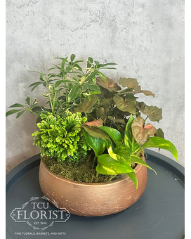 Mecca Planter Plant