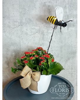 All The Buzz Kalanchoe Plant