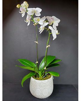 Double Stem Phalaenopsis Orchid Plant Plant