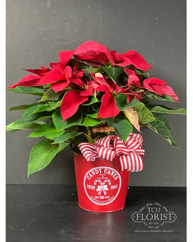 Candy Cane Christmas Poinsettia Plant