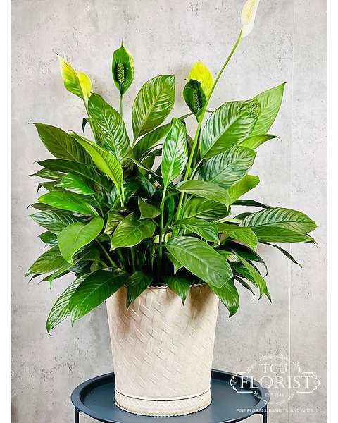 chameleon zz plant ZZ Chameleon - Studio Plantes