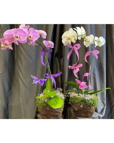 Assorted Orchid Plants Flower Arrangement