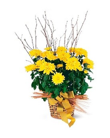Yellow Hope Chrysanthemum Flower Arrangement