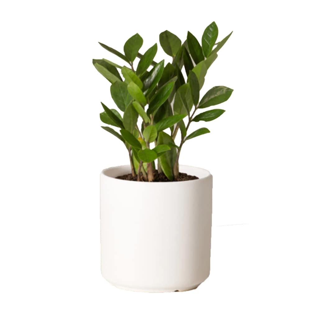 ZZ Plant in South San Francisco CA - El Camino Florist