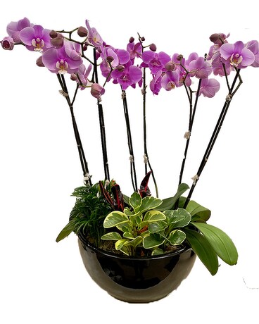 Orchid Paradise Plant