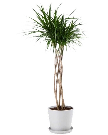 Dracaena Marginata Plant