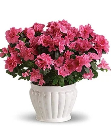 Azalea (+More Colors) Plant