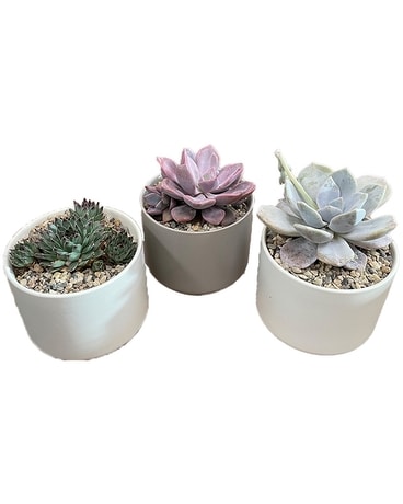 Succulent Collection Plant