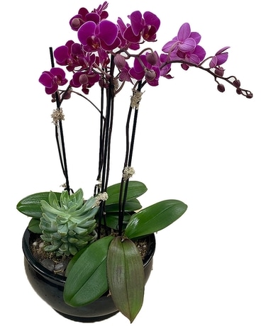 Purple Orchids & Succulent Garden Plant