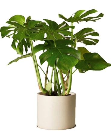 Monstera (+More sizes) Plant