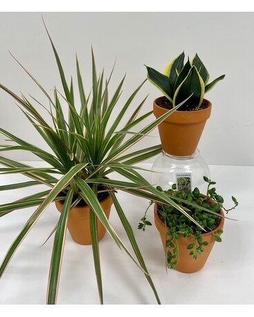 Plant Collection Plant